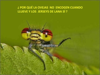 ¿ POR QUÉ LA OVEJAS  NO  ENCOGEN CUANDO  LLUEVE Y LOS  JERSEYS DE LANA SÍ ? 