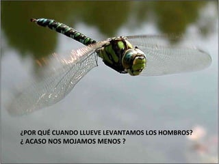¿POR QUÉ CUANDO LLUEVE LEVANTAMOS LOS HOMBROS? ¿ ACASO NOS MOJAMOS MENOS ? 