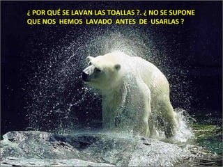 ¿ POR QUÉ SE LAVAN LAS TOALLAS ?. ¿ NO SE SUPONE  QUE NOS  HEMOS  LAVADO  ANTES  DE  USARLAS ? 