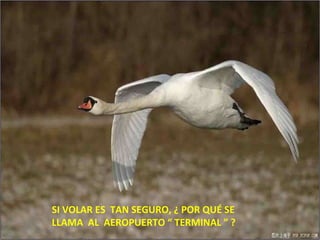 SI VOLAR ES  TAN SEGURO, ¿ POR QUÉ SE  LLAMA  AL  AEROPUERTO “ TERMINAL ” ? 