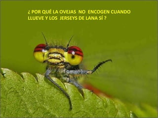 ¿ POR QUÉ LA OVEJAS NO ENCOGEN CUANDO
LLUEVE Y LOS JERSEYS DE LANA SÍ ?
 