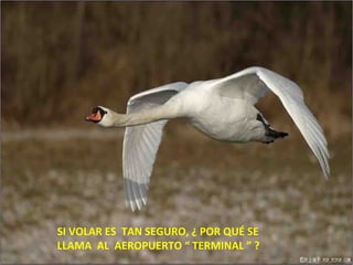 SI VOLAR ES TAN SEGURO, ¿ POR QUÉ SE
LLAMA AL AEROPUERTO “ TERMINAL ” ?
 