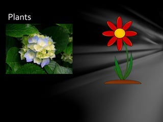 Plants
 