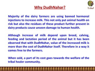 Majority of the dairy farmers are using banned hormonal
injections to increase milk. This not only put animal health on
risk but also the residues of these product further present in
dairy products cause unseen damage to human health.
Although increase of milk depend upon breed, calving,
feeding and lactation period of the animal but it has been
observed that with DudhNahar, value of the increased milk is
more than the cost of DudhNahar itself. Therefore in a way it
comes free to the farmers.
When sold, a part of its cost goes towards the welfare of the
tribal healer community.
Why DudhNahar?
 