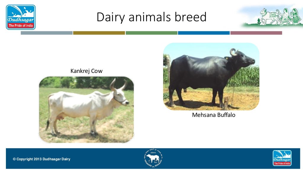 dudhsagar dairy in mehsana, india largest milk production, indian dai…