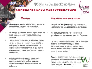 АМПЕЛОГРАФСКИ ХАРАКТЕРИСТИКИ 
Мавруд 
• Маврудът е късно зреещ сорт. Гроздето 
узрява след средата на октомври. 
• Не е студоустойчив, но пък е устойчив на 
сиво гниене и не е чувствителен към 
оидиум. 
• Подходящи за него са дълбоките, свежи 
наносни почви в топлите микрорайони 
на страната, където няма опасност от 
ниски зимни температури. За да узрее 
максимално, се нуждае от дълга, суха и 
топла есен. 
• Високодобивен е и за да се получи 
качествено грозде трябва да има 
стриктен контрол и ограничаване на 
добивите 
Широката мелнишка лоза 
също е късно зреещ сорт. Гроздоберът 
често започва след средата на октомври. 
• Не е студоустойчив, не е и особено 
устойчив на сиво гниене и на др. болести. 
• За да се развие правилно, сортът изисква 
висока температурна сума през 
вегетационния период, горещо лято, 
дълга, топла, суха есен и сравнително 
мека и топла зима. 
• Трудно достигна до пълно равномерно 
узряване. Затова повечето от винарите, 
предпочитат да работят с неговата 
разновидност Мелник 55. 
 