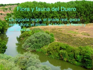Flora y fauna del Duero
• La cigüeña negra, el ánade real, garza
real y flora: el álamo, el chopo, el fresno y
los cerezos.
 
