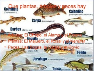 Que plantas, árboles y peces hay
• Árboles: El Chopo, el Álamo y el Fresno
• Plantas: El Majuero, el Rosal y el Nenúfar
• Peces: Las Bogas, la Carpa y el Govio
 