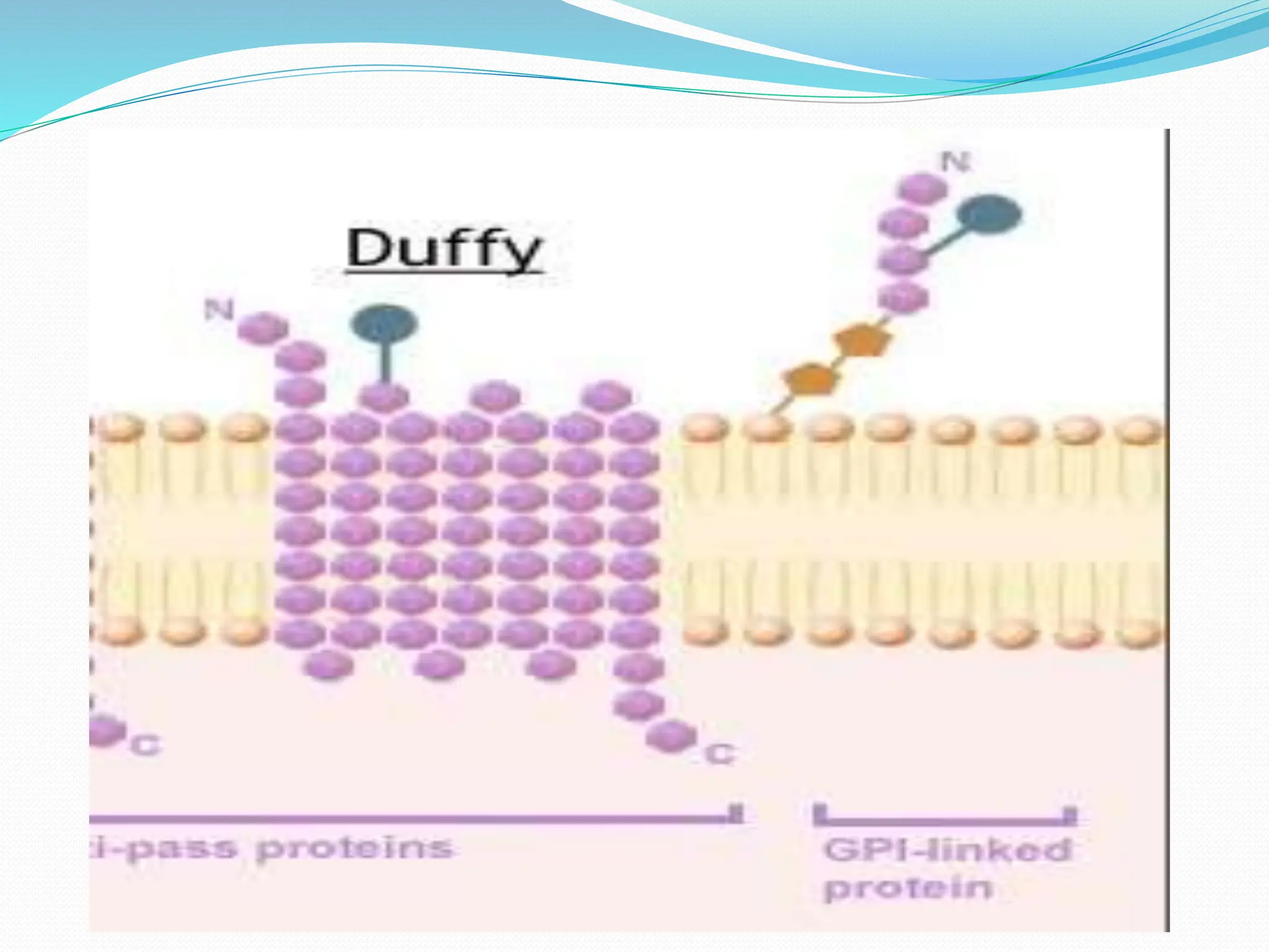 DUFFY AND LUTHERAN ANTIGEN SYSTEM.pptx