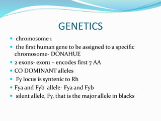 GENETICS
 chromosome 1
 the ﬁrst human gene to be assigned to a speciﬁc
chromosome- DONAHUE
 2 exons- exon1 – encodes first 7 AA
 CO DOMINANT alleles
 Fy locus is syntenic to Rh
 Fya and Fyb allele- Fya and Fyb
 silent allele, Fy, that is the major allele in blacks
 