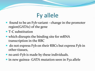 Fy allele
 found to be an Fyb variant - change in the promoter
region(GATA1) of the gene
 T-C substitution
 which disrupts the binding site for mRNA
transcription in the RBC
 do not express Fyb on their RBCs but express Fyb in
other tissues,
 no anti-Fyb is made by these individuals.
 in new guinea- GATA mutation seen in Fya allele
 