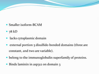  Smaller isoform-BCAM
 78 kD
 lacks cytoplasmic domain
 external portion 5 disulﬁde-bonded domains (three are
constant, and two are variable).
 belong to the immunoglobulin superfamily of proteins.
 Binds laminin in asp312 on domain 3
 