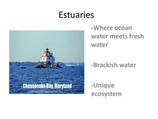 Estuaries-Where ocean water meets fresh water-Brackish water-Unique ecosystem