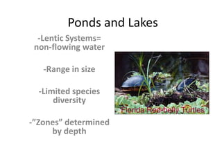 Ponds and Lakes-Lentic Systems= non-flowing water-Range in size-Limited species diversity-”Zones” determined by depth