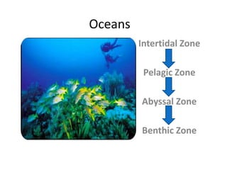 OceansIntertidal ZonePelagic ZoneAbyssal ZoneBenthic Zone