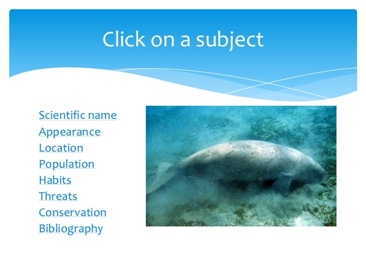 Dugong