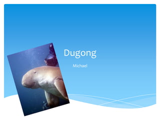 Dugong
 Michael
 