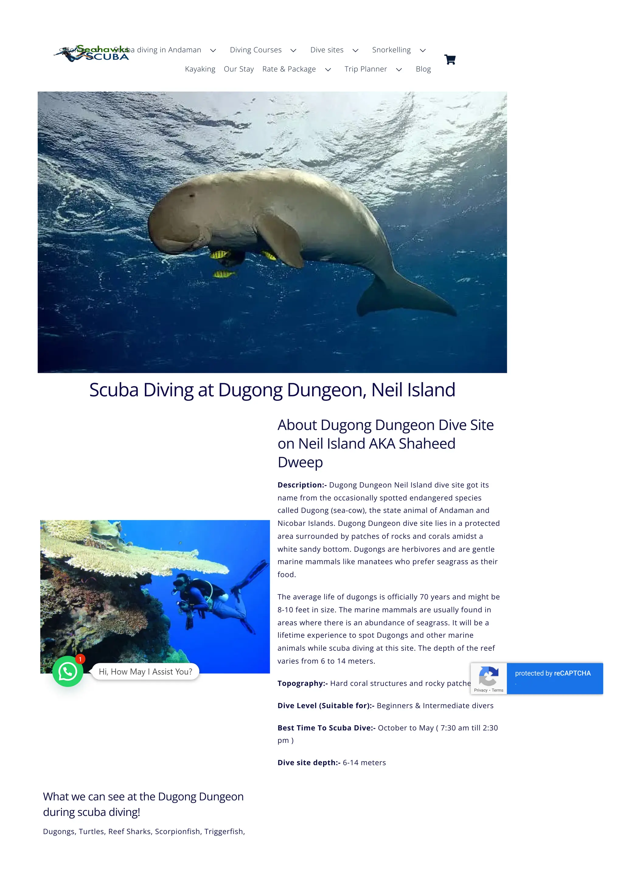 Explore Dugong Dungeon Fabulous Dive Site on Neil Island PDF