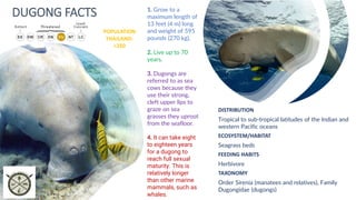 DUGONG FACTS
DISTRIBUTION
Tropical to sub-tropical latitudes of the Indian and
western Pacific oceans
ECOSYSTEM/HABITAT
Seagrass beds
FEEDING HABITS
Herbivore
TAXONOMY
Order Sirenia (manatees and relatives), Family
Dugongidae (dugongs)
1. Grow to a
maximum length of
13 feet (4 m) long
and weight of 595
pounds (270 kg).
2. Live up to 70
years.
3. Dugongs are
referred to as sea
cows because they
use their strong,
cleft upper lips to
graze on sea
grasses they uproot
from the seafloor.
4. It can take eight
to eighteen years
for a dugong to
reach full sexual
maturity. This is
relatively longer
than other marine
mammals, such as
whales.
POPULATION
THAILAND:
<250
 