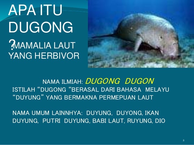 Dugong Mengapa Harus Dilindungi
