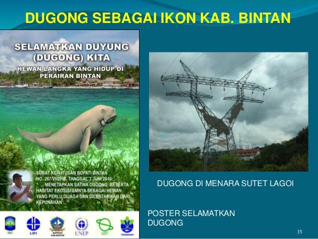 Dugong Mengapa Harus Dilindungi