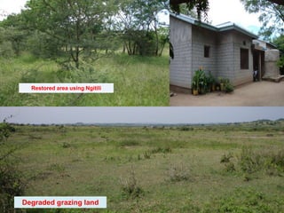 Odds and ends of rehabilitating (restoring) degraded landscapes