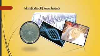 Identification Of Recombinants
 