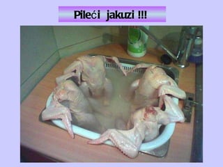 Pileći  jakuzi !!!   