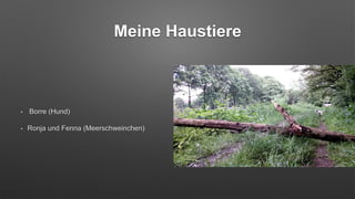 Meine Haustiere
• Borre (Hund)
• Ronja und Fenna (Meerschweinchen)