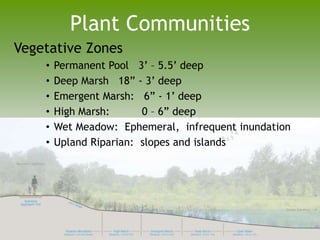 Wetland Basin - Plant Selection
• Pollutant removal capacity
• Natural habitat community-based
• Native to SE Massachusett...