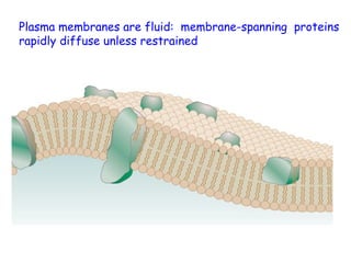 Plasma membranes are fluid:  membrane-spanning  proteins rapidly diffuse unless restrained 