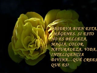 OBSERVA BIEN ESTAS IMÁGENES. SI ESTO NO ES BELLEZA, MAGIA, COLOR, NATURALEZA, VIDA, INTELIGENCIA DIVINA…QUÉ CREES  QUE ES? 