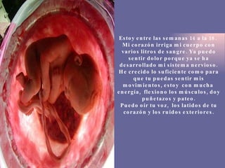 Estoy entre las semanas 14 a la 18.  Mi corazón irriga mi cuerpo con varios litros de sangre. Ya puedo sentir dolor porque ya se ha desarrollado mi sistema nervioso. He crecido lo suficiente como para que tu puedas sentir mis movimientos, estoy  con mucha  energía,  flexiono los músculos, doy puñetazos y pateo. Puedo oír tu voz,  los latidos de tu corazón y los ruidos exteriores. 