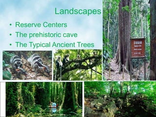 Landscapes
• Reserve Centers
• The prehistoric cave
• The Typical Ancient Trees
 