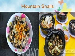 Mountain Snails
 