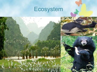 Ecosystem
 