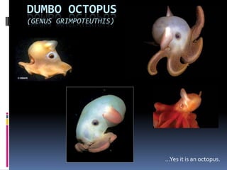 DUMBO OCTOPUS
(GENUS GRIMPOTEUTHIS)




                        …Yes it is an octopus.
 