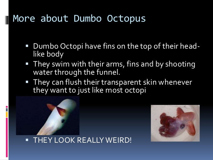 Dumbo octopus