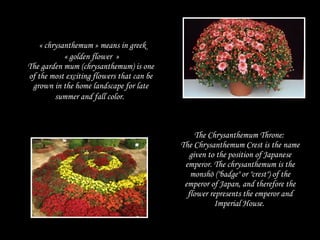   « chrysanthemum » means in greek   « golden flower  » The garden mum (chrysanthemum) is one of the most exciting flowers that can be grown in the home landscape for late summer and fall color.   The Chrysanthemum Throne:  The Chrysanthemum Crest is the name given to the position of Japanese emperor. The chrysanthemum is the monshō ("badge" or "crest") of the emperor of Japan, and therefore the flower represents the emperor and Imperial House.  