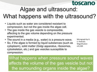 Algae and ultrasound:
What happens with the ultrasound?
●
Liquids such as water are considered resistant to
compression, but not the gas inside the algae cell.
●
The gas inside the gas vesicle is compressible,
affecting to the gas volume depending on the pressure
experimented.
●
The sound in a media (e.g., water) is a pressure wave.
●
So, if the algae is formed by liquid substances (such as
cytoplasm), solid matter (Golgi apparatus, ribosomes,
cytoskeleton, etc.) and gas vesicles susceptible to
compression:
What happens when pressure sound waves
affects the volume of the gas vesicle but not
the surrounding organs inside the algae?
Micrograph by H.
S. Pankratz.
Magnification
x31,500
 