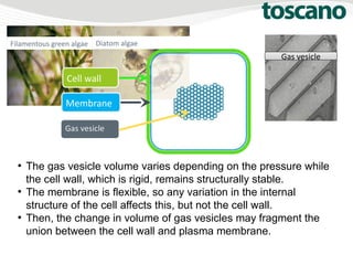 ●
The gas vesicle volume varies depending on the pressure while
the cell wall, which is rigid, remains structurally stable.
●
The membrane is flexible, so any variation in the internal
structure of the cell affects this, but not the cell wall.
●
Then, the change in volume of gas vesicles may fragment the
union between the cell wall and plasma membrane.
Filamentous green algae Diatom algae
Cell wall
Gas vesicle
Gas vesicle
MembraneMembrane
 