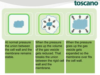 When the pressure
goes up the gas
vesicle gets
expanded so the
membrane over fits
the cell wall.
When the pressure
goes up the volume
of the gas vesicle
gets reduced. That
breaks the union
between the rigid cell
wall and the
membrane.
At normal pressure
the union between
the cell wall and the
membrane remains
stable.
 