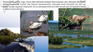 Köszönhetően, annak, hogy a Duna több különböző területen folyik keresztül, igen változatos élővilágnak
biztosít megélhetést. Európa más folyóival összehasonlítva viszonylag kevés környezeti kár érte, így
flórája, faunája nagyrészt megmaradt. Ezt az adottságot felismerve több nemzeti park és tájvédelmi körzet
is alakult a Duna árterében.
 