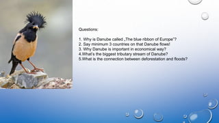 Questions:
1. Why is Danube called „The blue ribbon of Europe”?
2. Say minimum 3 countries on that Danube flows!
3. Why Danube is important in economical way?
4.What’s the biggest tributary stream of Danube?
5.What is the connection between deforestation and floods?
 
