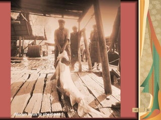 Morun adus la cherhana 