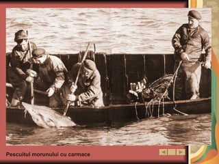 Pescuitul morunului cu carmace 