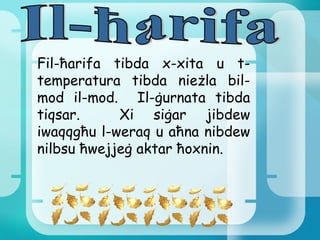 Il-ħarifa Fil-ħarifa tibda x-xita u t-temperatura tibda nieżla bil- mod il-mod.  Il-ġurnata tibda tiqsar.  Xi siġar jibdew iwaqqgħu l-weraq u aħna nibdew nilbsu ħwejjeġ aktar ħoxnin. 