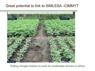 Some ILRI crop-livestock work relevant to SIMLESA