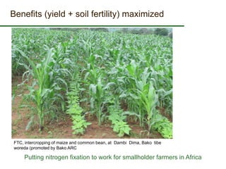 Some ILRI crop-livestock work relevant to SIMLESA