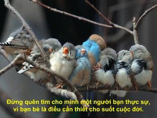 Đừng quên tìm cho mình một người bạn thực sự,
vì bạn bè là điều cần thiết cho suốt cuộc đời.
 